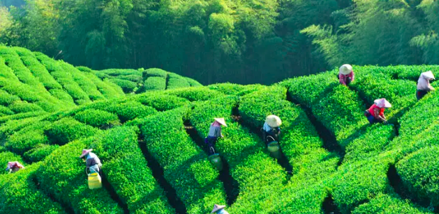 萧放：茶文化与中国人的日常生活
